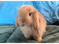 mini-lop-k-rezervacii-small-3