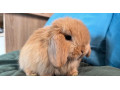 mini-lop-k-rezervacii-small-4