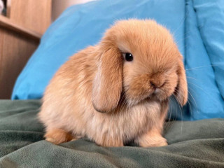 mini-lop-k-rezervacii