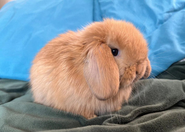 mini-lop-k-rezervacii-big-2