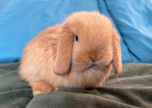 mini-lop-k-rezervacii-big-1