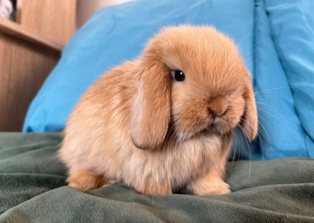 mini-lop-k-rezervacii-big-0