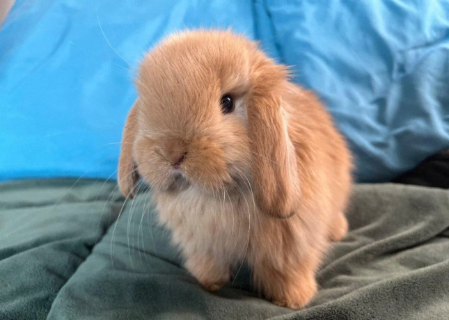 mini-lop-k-rezervacii-big-3