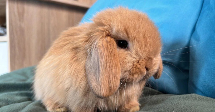 mini-lop-k-rezervacii-big-4