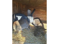 predam-kraliky-small-1