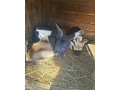 predam-kraliky-small-0