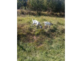 predam-vymenim-capka-small-0
