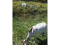 predam-vymenim-capka-small-2