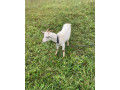 predam-kozy-small-3