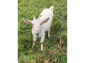 predam-kozy-small-4