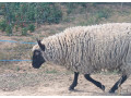 clun-forest-small-0