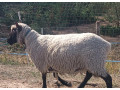 clun-forest-small-3