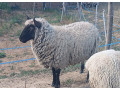 clun-forest-small-1