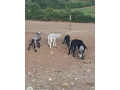 predam-jahnata-small-1