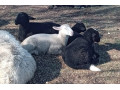predam-jahnata-small-0