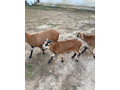 kamerunske-baranceky-small-3