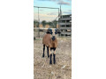 kamerunske-baranceky-small-1