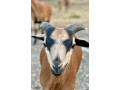 kamerunske-baranceky-small-0