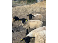 suffolk-small-3
