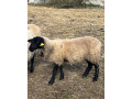 suffolk-small-0