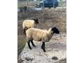 suffolk-small-2