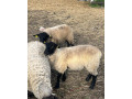 suffolk-small-4