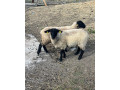 suffolk-small-1