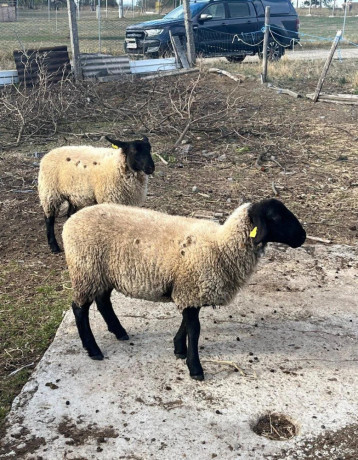 suffolk-big-2