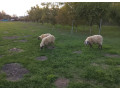predam-ovce-small-4