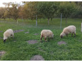 predam-ovce-small-3