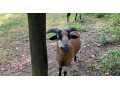 predam-kamerunske-ovecky-a-barancek-small-2