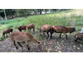predam-kamerunske-ovecky-a-barancek-small-0