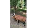 predam-kamerunske-ovecky-a-barancek-small-1