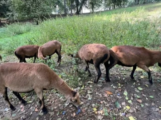 predam-kamerunske-ovecky-a-barancek