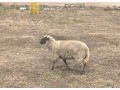 oveckaovca-sufolkcigajaill-de-france-small-3