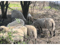 oveckaovca-sufolkcigajaill-de-france-small-4