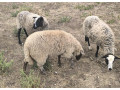 oveckaovca-sufolkcigajaill-de-france-small-2