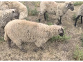 oveckaovca-sufolkcigajaill-de-france-small-1