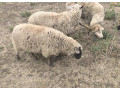 oveckaovca-sufolkcigajaill-de-france-small-0