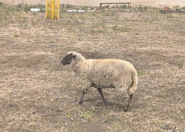 oveckaovca-sufolkcigajaill-de-france-big-3