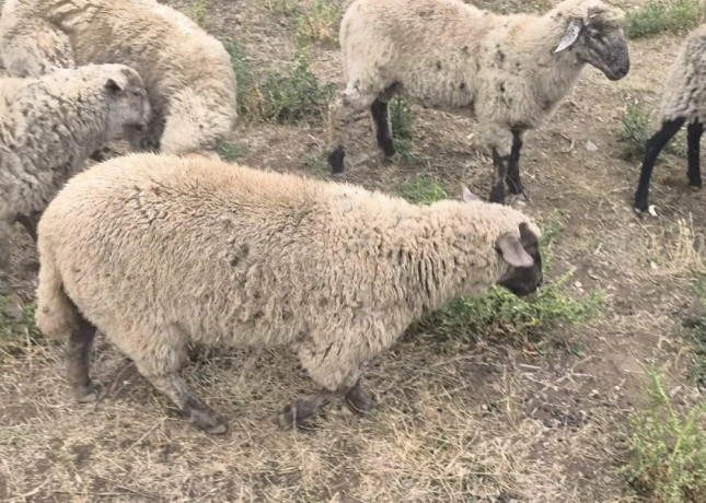 oveckaovca-sufolkcigajaill-de-france-big-1