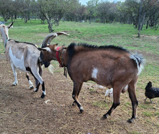 cap-mlady-big-3