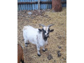 minicapko-kameronsky-small-1