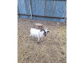 minicapko-kameronsky-small-2