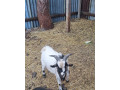 minicapko-kameronsky-small-0