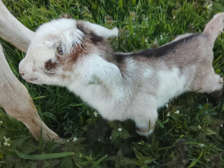 capko