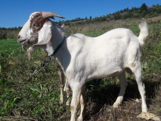 cap-na-pripustaniepo