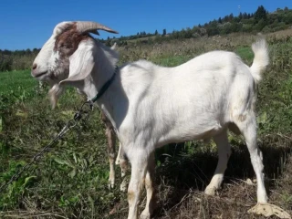 cap-na-pripustaniepo