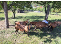 predam-ovce-small-4