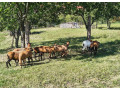 predam-ovce-small-3